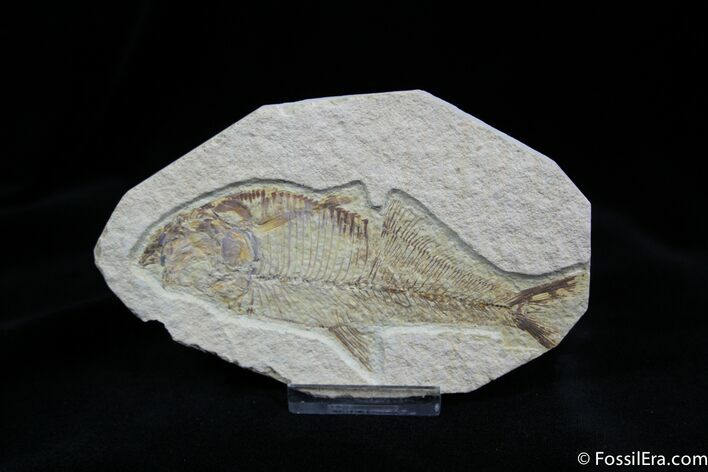 Bargain Diplomystus Fossil Fish #819